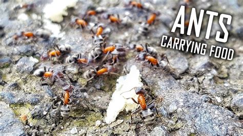 ANTS carrying food to their home - YouTube