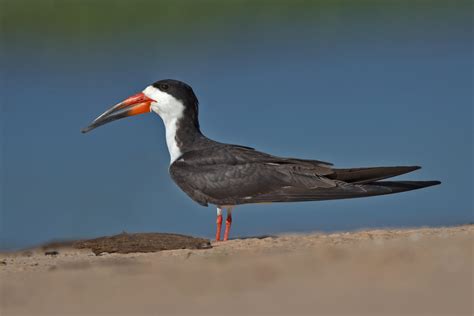 Decline of Black Skimmer is an Example of Biodiversity Crisis | WYPR