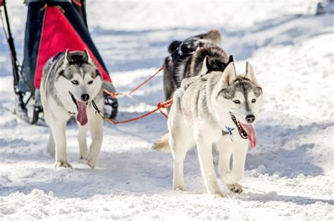 Premium Photo | Dog sledding. siberian husky sled dog team in harness.