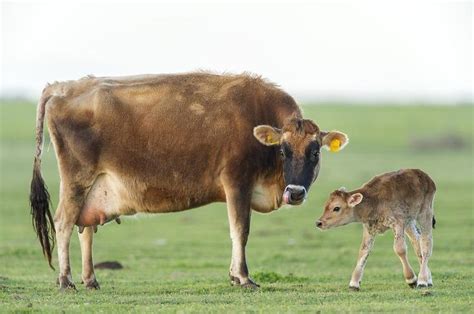 Jersey cow and calf by Science Photo Library in 2021 | Jersey cow, Cow ...