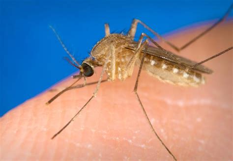 Mosquitos | Public Health and Medical Entomology | Purdue | Biology | Entomology | Insects ...