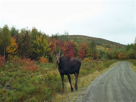 🔥 [50+] Maine Fall Foliage Wallpapers | WallpaperSafari