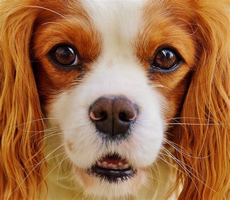 Kostenloses Foto: Hund, Cavalier King Charles Spaniel - Kostenloses ...