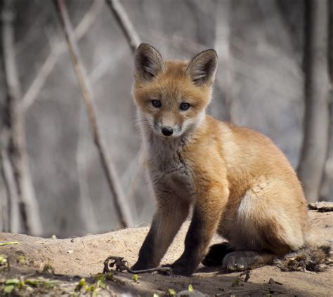 A Cute Kit Fox Portrait 1 Photograph by Thomas Young