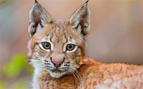 Lynx Full HD Wallpaper and Background Image | 2560x1600 | ID:324842