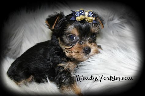 Available Male Yorkshire Terrier Puppies For Sale in TX | Wendys Yorkies