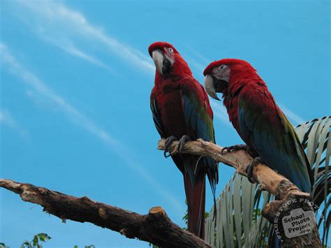 Parrots, FREE Stock Photo, Image, Picture: Parrot Bird, Royalty-Free ...