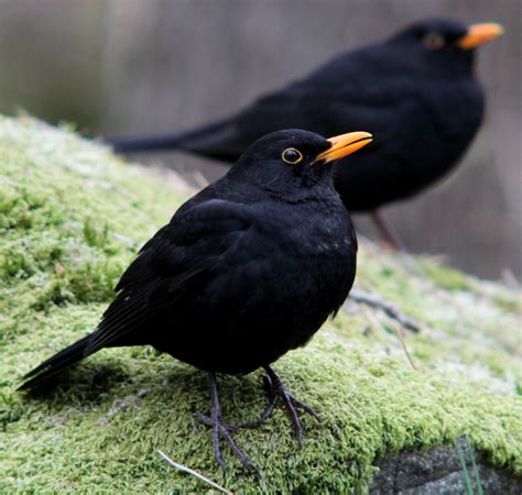 Eurasian Blackbird Photo Gallery – Be Your Own Birder