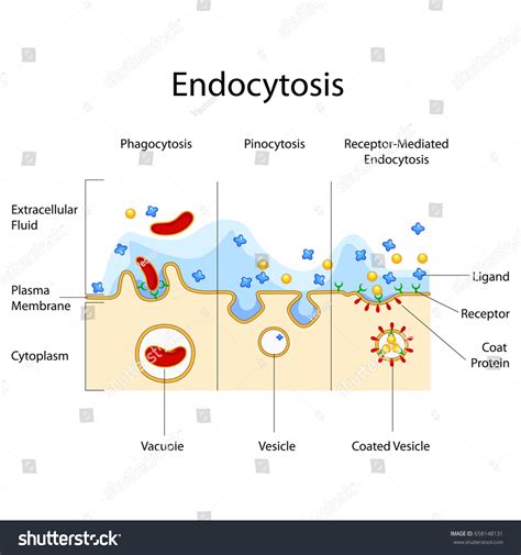 65 Phagocytosis Pinocytosis Images, Stock Photos & Vectors | Shutterstock