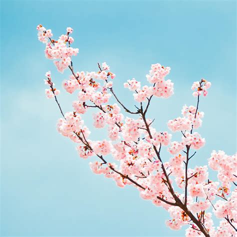 Cherry Blossom Branch Photograph by Jannes Glas