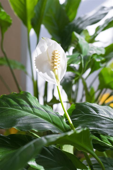 5 Best Exotic Indoor Plants + Plant Care Guide