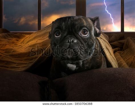 5,912 Dog In Storm Images, Stock Photos & Vectors | Shutterstock