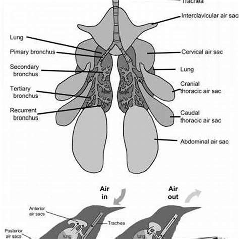 Where are air sacs located in birds? - DIY Seattle