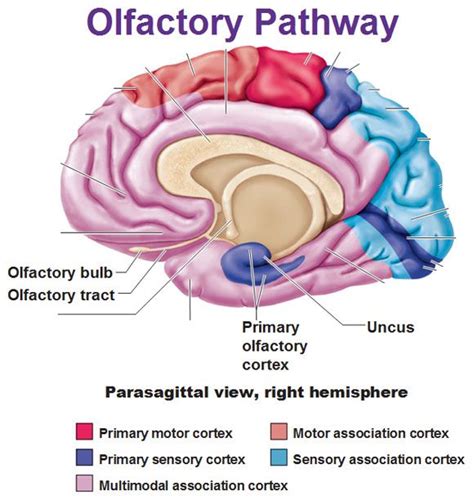 olfactory pathway bulb tract cortex uncus Gross Anatomy, Brain Anatomy, Human Anatomy And ...