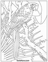 Free PARROTS Coloring Pages For Download Printable PDF sketch template