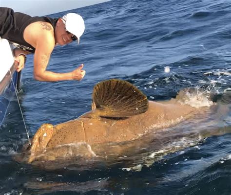 Goliath Grouper Fishing Charters Clearwater FL | FishEye Sportfishing