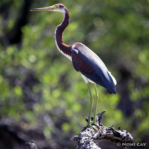 Water Birds | Noni Cay Photography