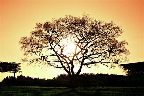 Tree Photograph by Paulo Carvalho - Fine Art America