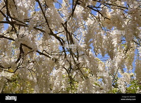 White wisteria tree hi-res stock photography and images - Alamy