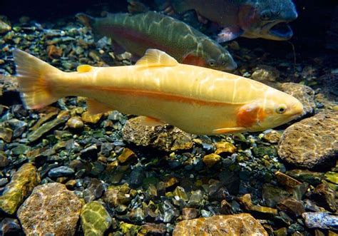 How To Catch A Palomino Trout: The Best Rig And Where To Find Them ...