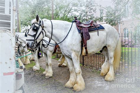 English Shire Draft Horse Photograph by Kathleen K Parker - Fine Art America