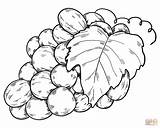 Bunch Of Grapes coloring Page  Free Printable Coloring Pages sketch template