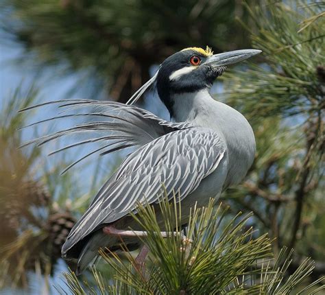 Breeding Plumage Display - Yellow Crowned Night Herons | Heron, Coastal birds, Birds