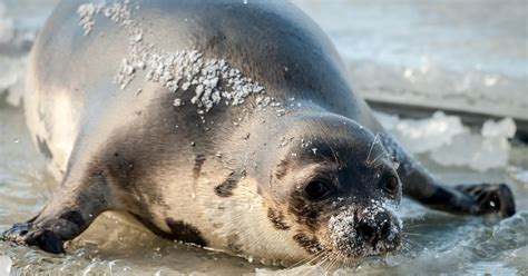 why hasn’t Canada ended its commercial seal hunt?