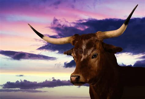 A Portrait of a Texas Longhorn at Sunset Stock Image - Image of dawn ...