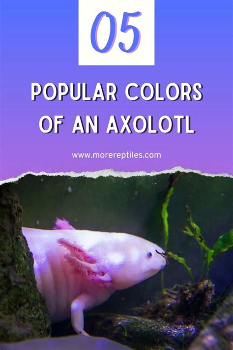 Colors Of Axolotl Images | Wallmost