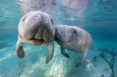 Manatees Are Making A Comeback! | The Odyssey Online