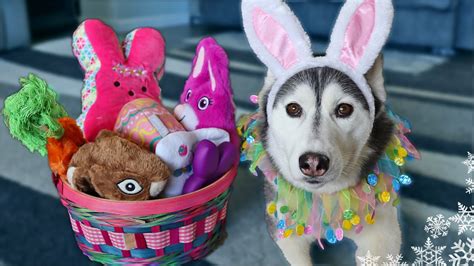 The Easter Bunny Visited My Dogs 🐰 Dog Easter Basket Haul - YouTube