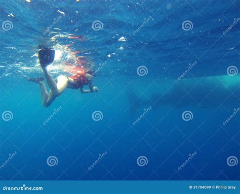 Swimming with Whale Sharks stock image. Image of list - 31704099