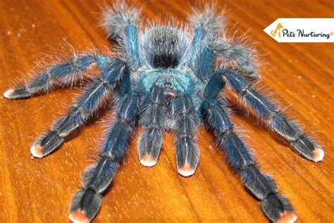 Pink Toe Tarantula: Care, Habitat, Diet, Housing & More! - Pets Nurturing