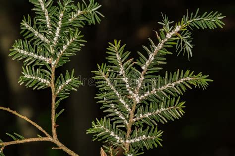 Hemlock Woolly Adelgid stock photo. Image of control - 121071902