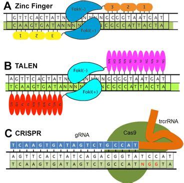 crispr vs talen vs zinc finger - technology for gene silencing | Biomedical science, Molecular ...