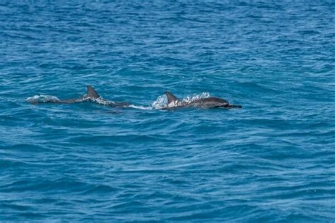 Oahu Snorkeling Tours | Best Snorkeling in Oahu