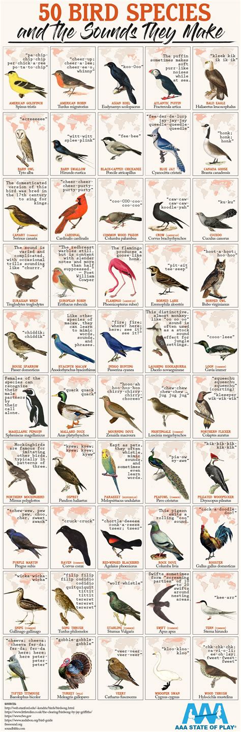 Fun Facts About Birds - barklund.org