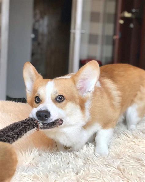 7 Interesting Facts About Corgis That You Did Not Know | PetPress