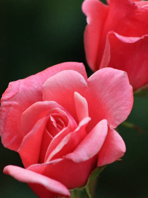 Pink Roses Wallpaper - iPhone, Android & Desktop Backgrounds