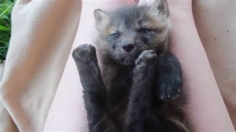 Cute Baby Fox Sleeping - YouTube