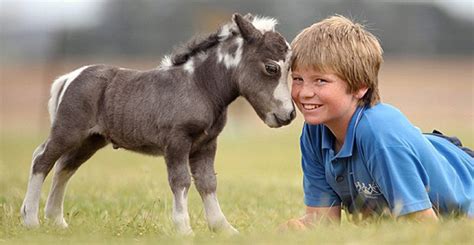 Dwarf Miniature Horses