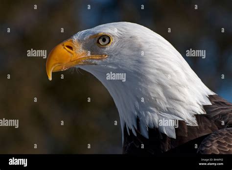 Close-up of a Bald Eagle Stock Photo - Alamy