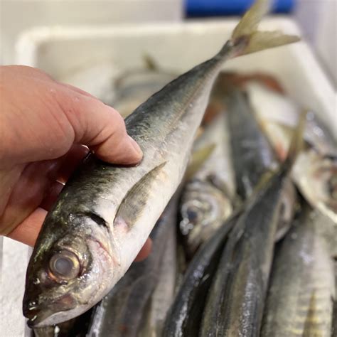 Aji / Horse Mackerel / Jurel | Eat More Fish | Nationwide Delivery