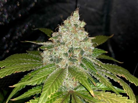 Royal Queen Seeds Green Gelato grow journal harvest14 by - GrowDiaries