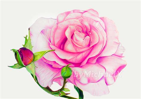 Drawing Rose color pencil by byMichaelX on DeviantArt