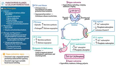 Physiology: Parathyroid Hormone & Calcium Homeostasis | ditki medical ...