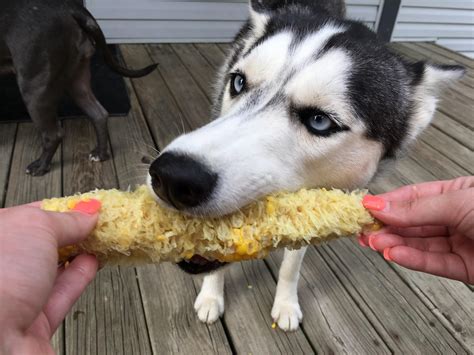 Safe to say she likes corn! : husky