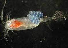 16 Copepoda ideas | scientific illustration, sea creatures, bio art