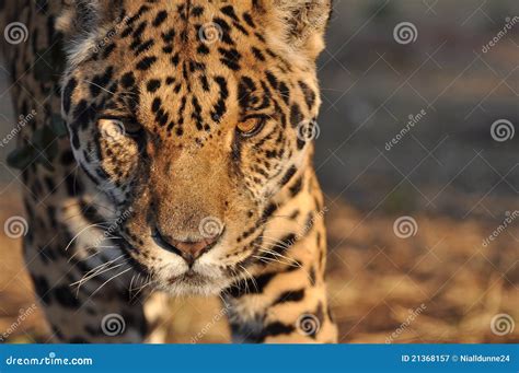 Hunting Jaguar Royalty Free Stock Photography - Image: 21368157